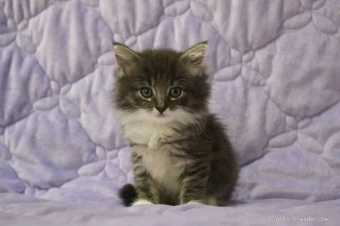 ID:1507-00568の子猫