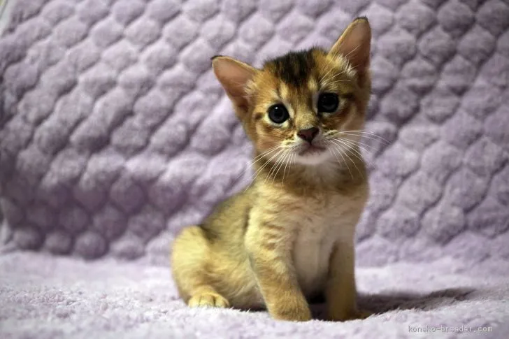 ID:2008-01825の子猫