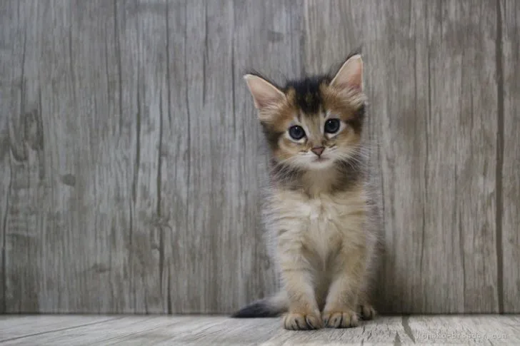 ID:1808-01190の子猫