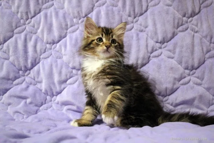 ID：2005-01833の子猫