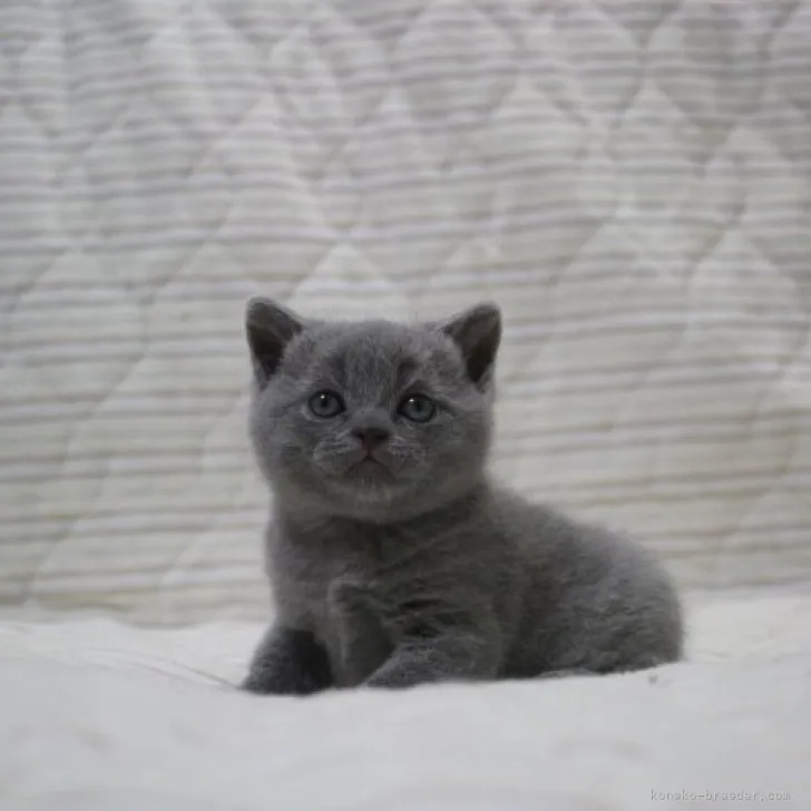 ID：2305-01611の子猫