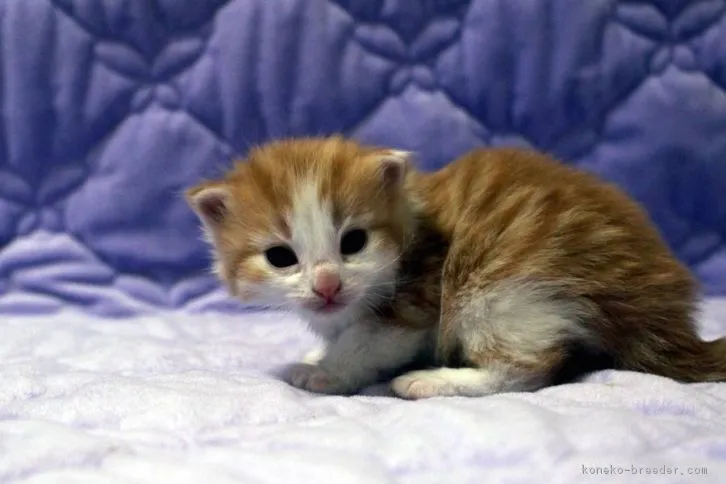 ID：1604-00028の子猫