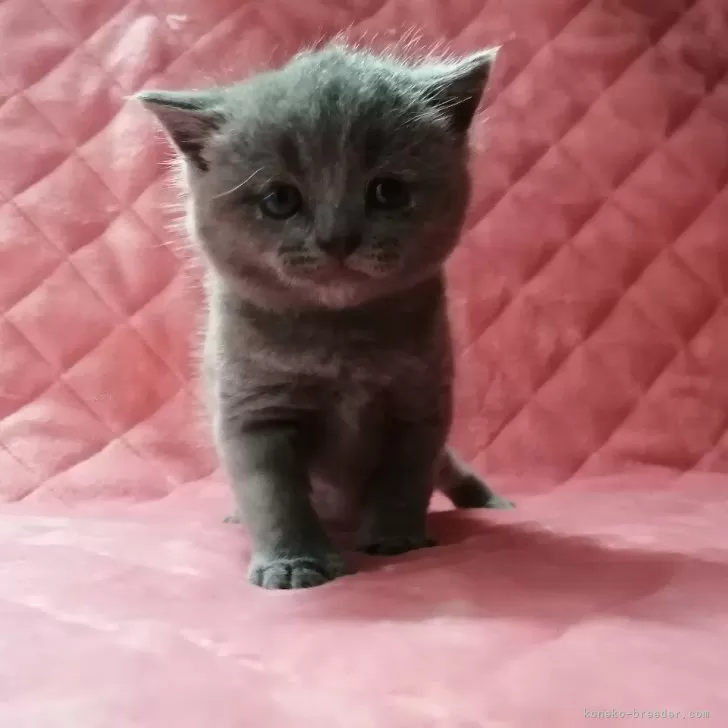 ID：2408-01729の子猫