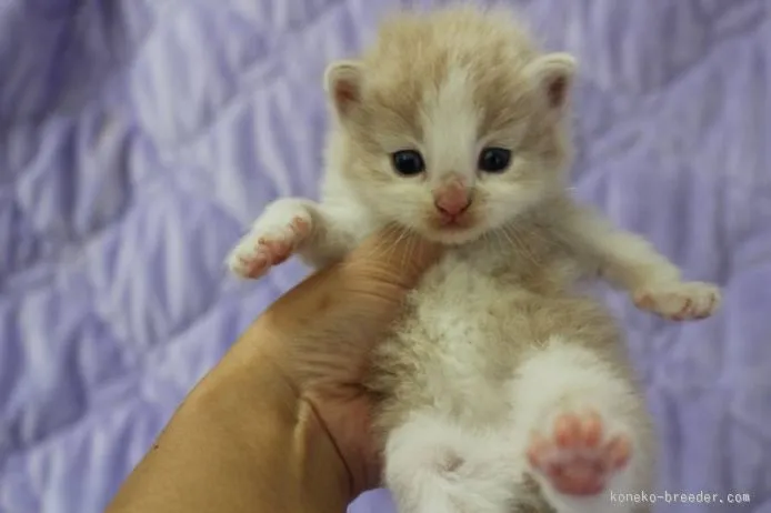 ID：1508-00140の子猫