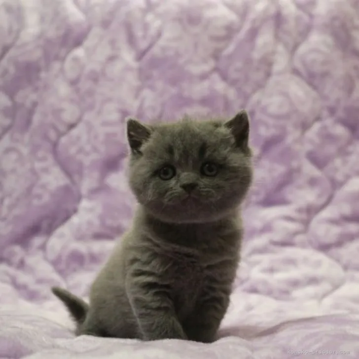H.Ｉ 様のお迎えした子猫