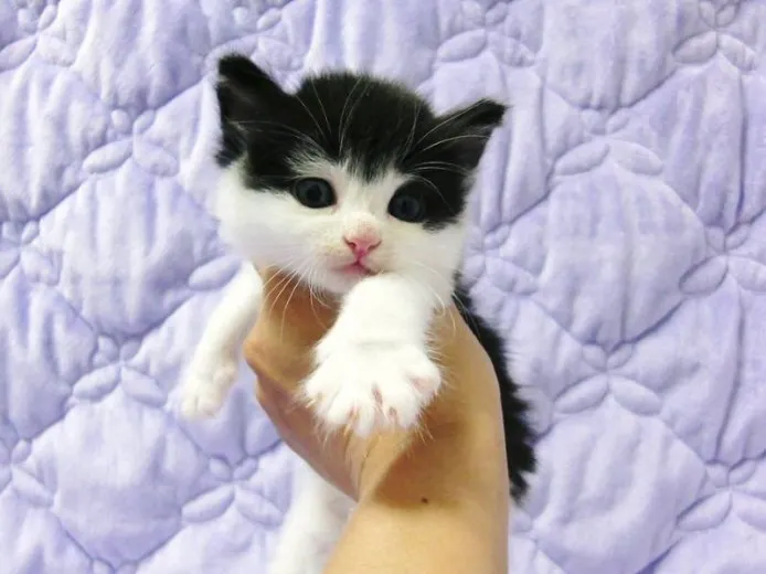 テン 様のお迎えした子猫