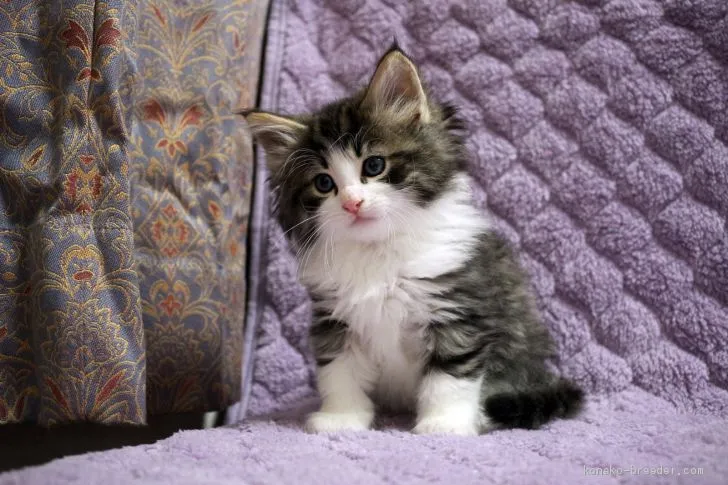 ちは 様のお迎えした子猫