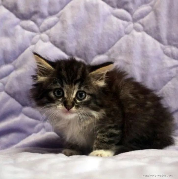 ID：2208-02444の子猫