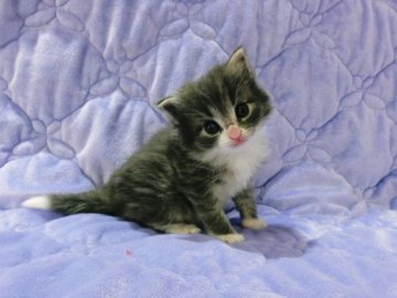 ノルウェージャンフォレストキャット【広島県・男の子・2014年3月30日・ブルータビー&ホワイト】の写真「」