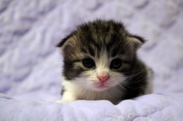 ノルウェージャンフォレストキャット【広島県・女の子・2020年7月23日・ブラウンタビー&ホワイト】の写真「綺麗な顔立ち、ぱっちりオメメです♪」