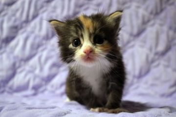 ノルウェージャンフォレストキャット【広島県・女の子・2020年7月25日・ブラウンパッチドタビー&ホワイト】の写真「ぱっちりオメメの三毛ちゃんです♪」