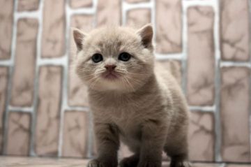 ブリティッシュショートヘア【広島県・男の子・2019年10月22日・クリーム】の写真「まん丸、コロコロ。おめめばっちり♪」