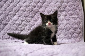 ノルウェージャンフォレストキャット【広島県・男の子・2020年7月25日・ブラック&ホワイト】の写真「ぱっちりおめめ、愛想の良い子です♪」