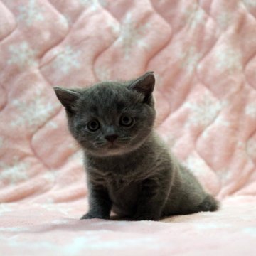 ブリティッシュショートヘア【広島県・男の子・2024年3月15日・ブルー】の写真「ぱっちりおめめ、しっかりbodyのムチコロくん♪」