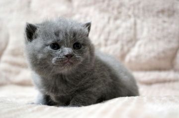 ブリティッシュショートヘア【広島県・女の子・2020年11月28日・ブルー】の写真「まん丸、コロコロ。ほんわかベビちゃん♪」