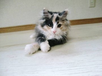 ノルウェージャンフォレストキャット【広島県・女の子・2013年2月14日・ブルーパッチドタビー&ホワイト】の写真「」