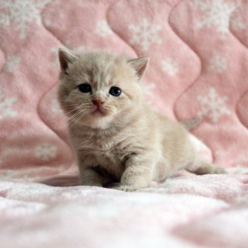 ブリティッシュショートヘア【広島県・男の子・2024年4月19日・クリーム】の写真「ぱっちりおめめ、しっかりbodyのムチコロくん♪」