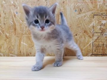 ソマリ【広島県・男の子・2018年5月19日・ブルー】の写真「ムチムチ、コロコロ、淡い色合いが優しいブルーくん♪」