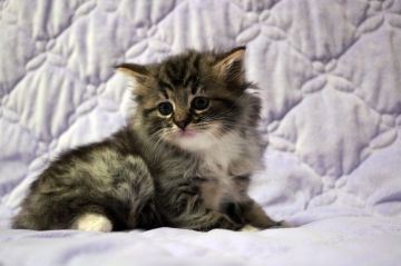 ノルウェージャンフォレストキャット【広島県・女の子・2020年9月19日・ブラウンタビー&ホワイト】の写真「フワフワ、モコモコ、オメメパッチリ美人さん♪」