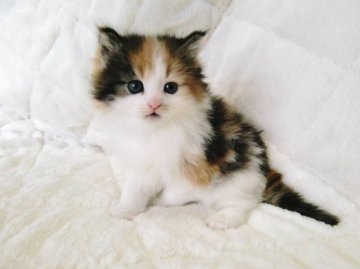 ノルウェージャンフォレストキャット【広島県・女の子・2014年3月10日・ブラウンタビー&ホワイト】の写真「」