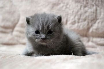 ブリティッシュショートヘア【広島県・女の子・2020年11月28日・ブルー】の写真「まん丸、コロコロ。ほんわかベビちゃん♪」