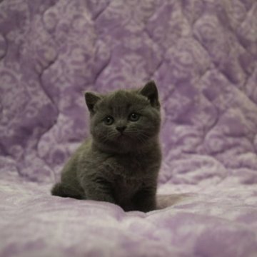 ブリティッシュショートヘア【広島県・女の子・2023年3月27日・ブルー】の写真「まん丸お顔のムチコロちゃん♪」