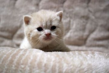 ブリティッシュショートヘア【広島県・男の子・2020年11月28日・クリーム】の写真「まん丸、コロコロ。ほんわかベビちゃん♪」