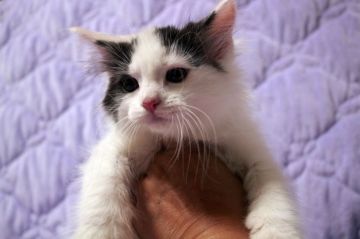 ノルウェージャンフォレストキャット【広島県・男の子・2020年4月9日・ブラック&ホワイト】の写真「おっとり、温厚くん。大振りです♪」