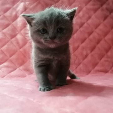 ブリティッシュショートヘア【広島県・男の子・2024年7月22日・ブルー】の写真「むっちり、コロコロ♪」