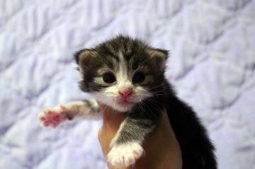 ノルウェージャンフォレストキャット【広島県・女の子・2020年7月23日・ブラウンタビー&ホワイト】の写真「綺麗な顔立ち、ぱっちりオメメです♪」