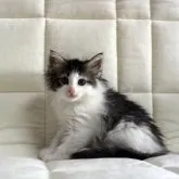 ノルウェージャンフォレストキャット【広島県・女の子・2023年5月4日・ブラウンタビー&ホワイト】の写真2