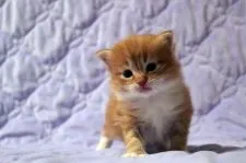 ノルウェージャンフォレストキャット【広島県・女の子・2020年2月22日・レッドタビー&ホワイト】の写真2