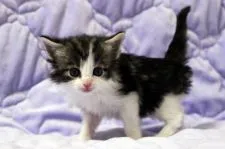 ノルウェージャンフォレストキャット【広島県・女の子・2017年4月16日・ブラウンタビー&ホワイト】の写真2