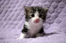 ノルウェージャンフォレストキャット【広島県・男の子・2020年8月21日・ブラウンタビー&ホワイト】の写真2