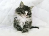 ノルウェージャンフォレストキャット【広島県・男の子・2014年2月20日・ブラウンタビー&ホワイト】の写真2