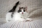ノルウェージャンフォレストキャット【広島県・女の子・2022年3月15日・ブルーパッチドタビー&ホワイト】の写真2