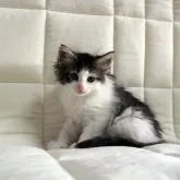 ノルウェージャンフォレストキャット【広島県・女の子・2023年5月4日・ブラウンタビー&ホワイト】の写真3