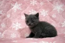 ブリティッシュショートヘア【広島県・女の子・2021年7月18日・ブルー】の写真3