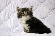 ノルウェージャンフォレストキャット【広島県・女の子・2021年6月5日・ブラウンタビー&ホワイト】の写真3