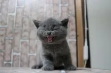 ブリティッシュショートヘア【広島県・男の子・2018年8月25日・ブルー】の写真4