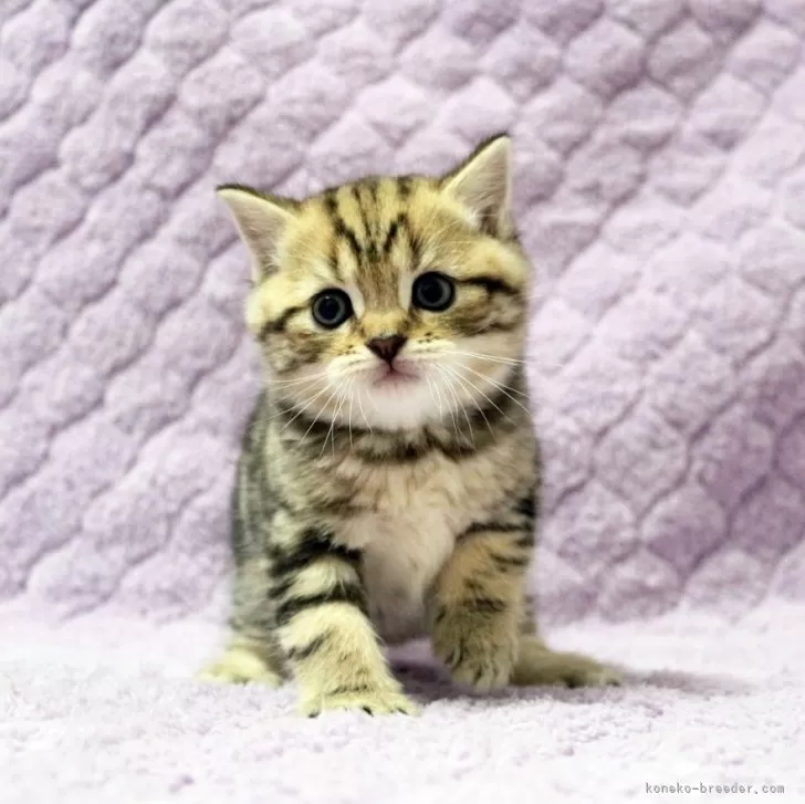 ID：2510-00583の子猫