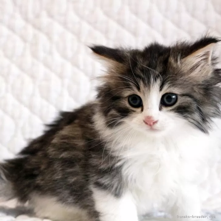 ID：2510-02800の子猫