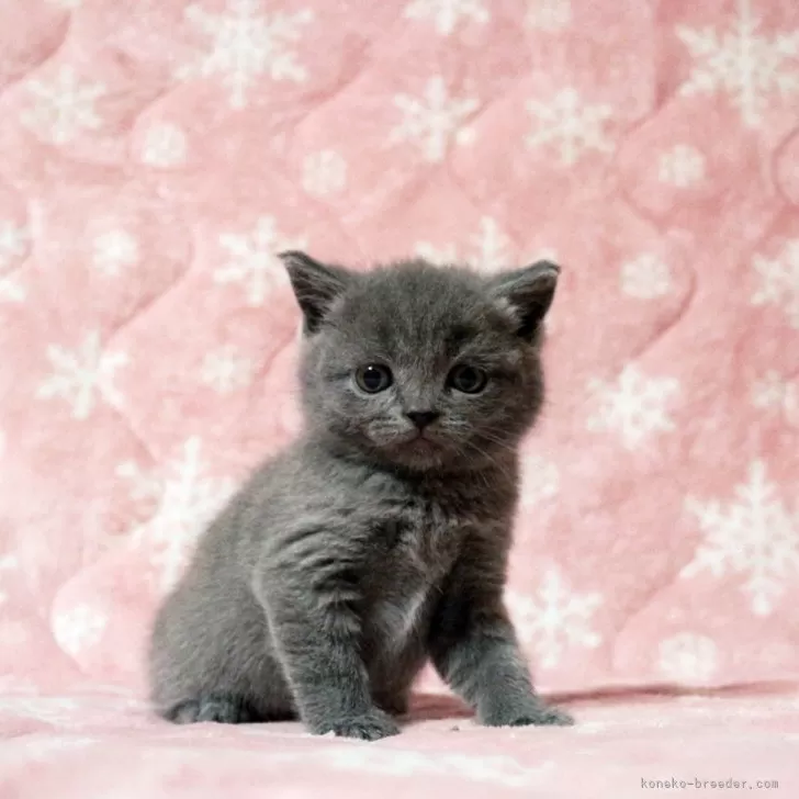 H.O 様のお迎えした子猫