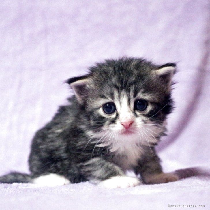 さとまるママ 様のお迎えした子猫