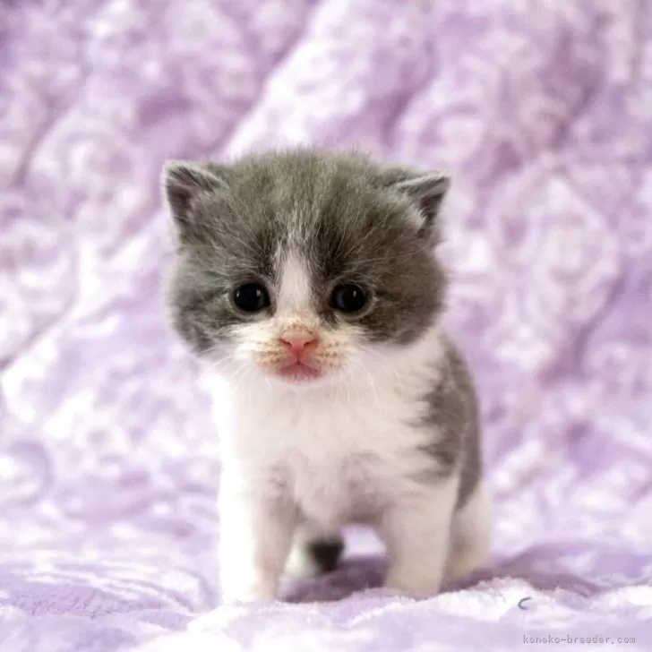 ブリティッシュショートヘア【広島県・女の子・2025年11月1日・ブルー&amp;ホワイト】の写真1