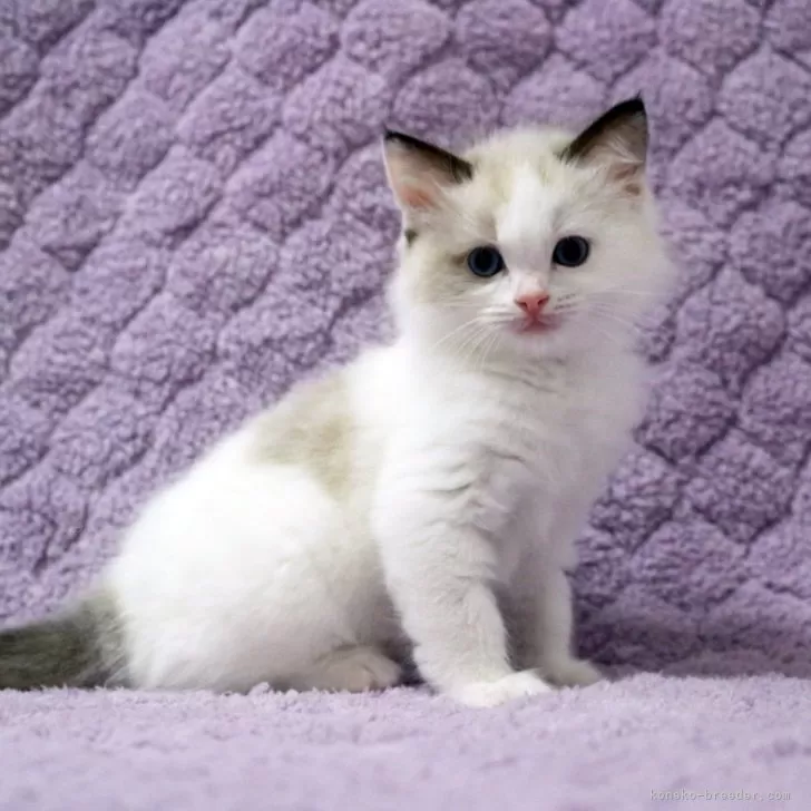 ID：2505-03586の子猫