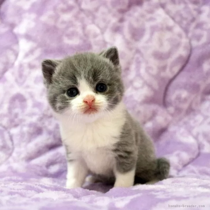 ブリティッシュショートヘア【広島県・男の子・2025年11月1日・ブルー&amp;ホワイト】の写真1