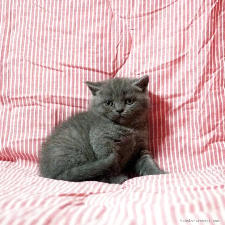 ID:2505-00497の子猫