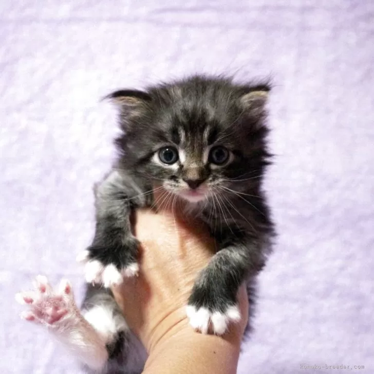 ID：2504-02652の子猫