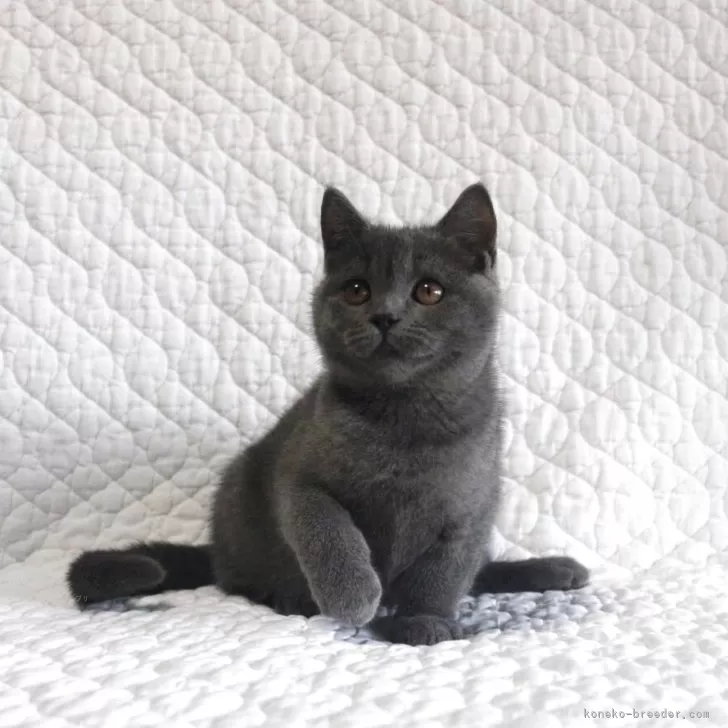 ブリティッシュショートヘア【広島県・男の子・2025年8月16日・ブルー】の写真1